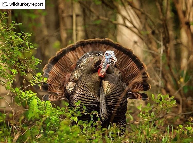 Wildlife in the Smokies Blog  blog image #1