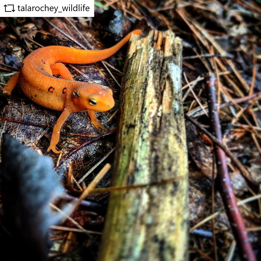 Wildlife in the Smokies Blog  blog image #2