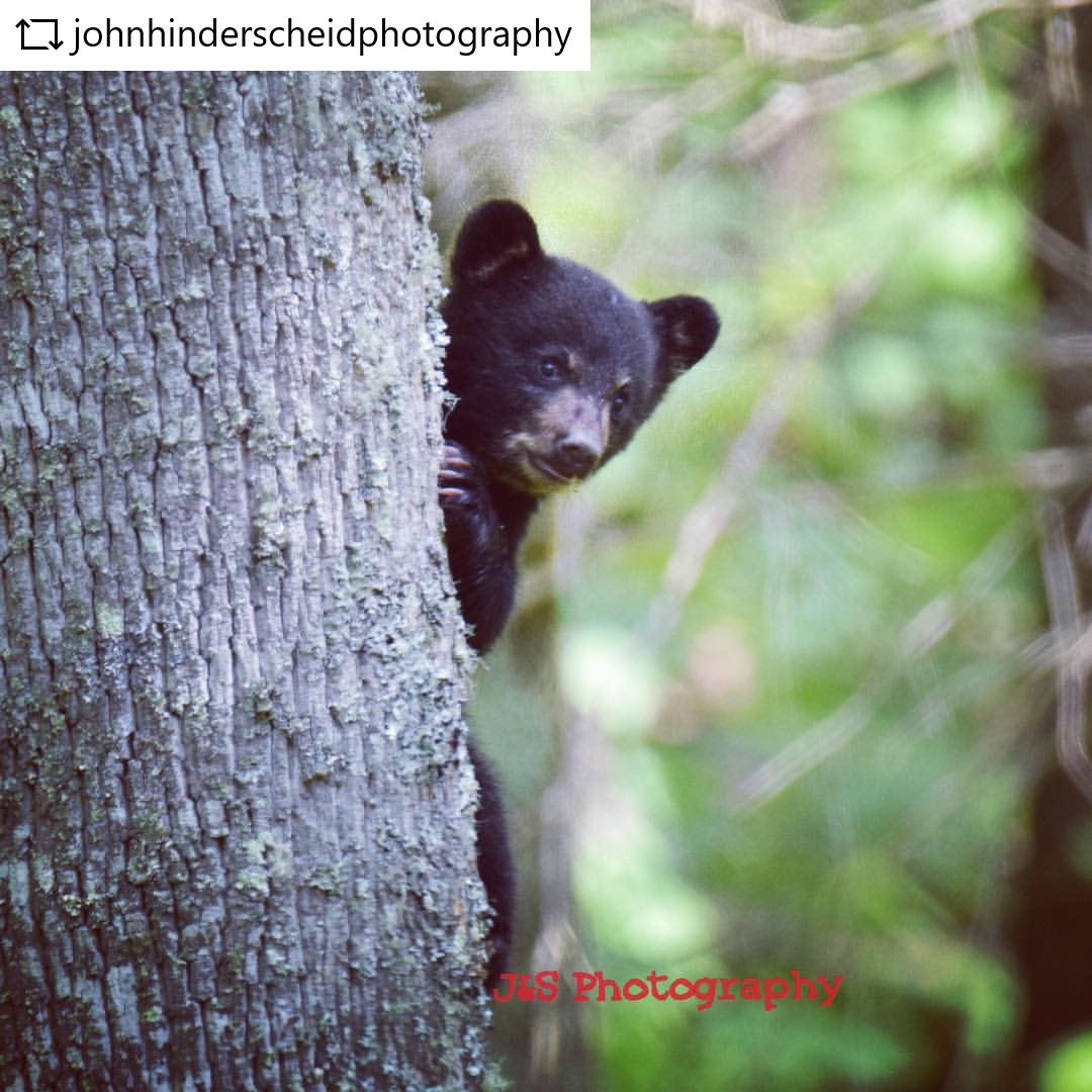 Wildlife in the Smokies Blog  blog image #3